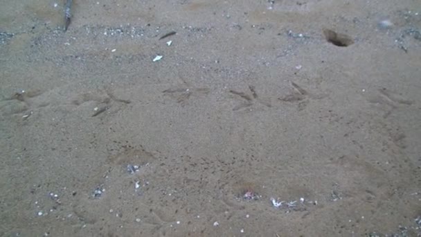 갈라파고스 제도의 바닥에는 뻥뚫려 있습니다 갈라파고스의 모래는 생태계에 의미가 — 비디오