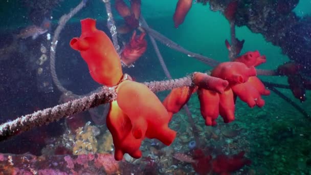 Çok Renkli Balıklar Kırmızı Ascidia Japon Denizi Nde Yavaş Çekimde — Stok video