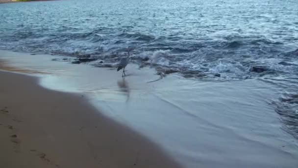 Γκρι Ερωδιό Κοντά Στον Ωκεανό Γκρίζος Ερωδιός Είναι Μεγάλο Πουλί — Αρχείο Βίντεο