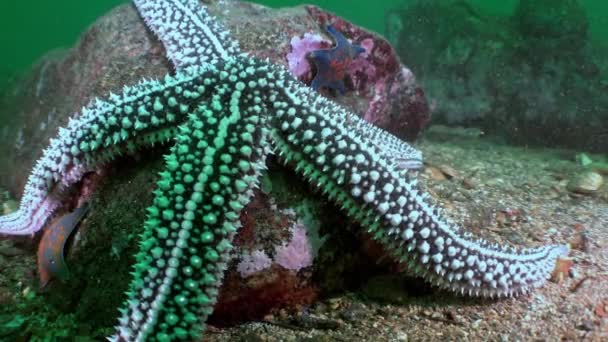 多彩的水下世界和慢镜头中的海星 在海洋生物方面 日本海的物种种类繁多 包括鱼类 甲壳类和软体动物 — 图库视频影像