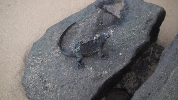 Iguana Marina Está Disfrutando Grandes Rocas Las Islas Galápagos Los — Vídeo de stock