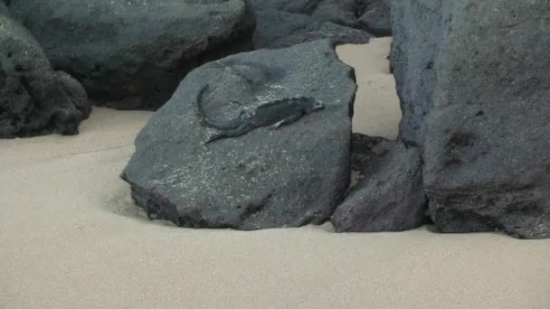 在加拉帕戈斯岛上 海洋爬行动物鬣蜥在卵石上打盹 安安静静的睡眠 证明了栖息地的繁盛 看得见的景象 海蜥蜴 丰富多样的野生动物的真实代表 — 图库视频影像