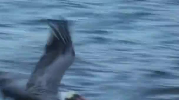 Galapagos Pelikaan Springt Het Water Voedsel Vangen Zwemmen Galapagos Pelican — Stockvideo