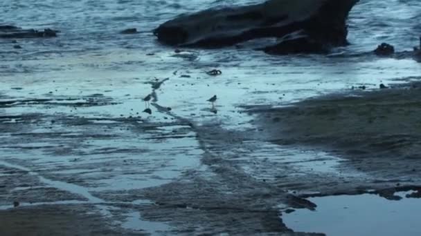 Plover Lintu Valtameren Rannikolla Lähellä Galapagossaaret Plover Lintu Kuuluu Sukuun — kuvapankkivideo