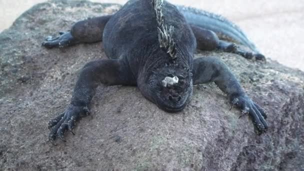 Büyük Deniz Kertenkelesi Iguanası Galapagos Adası Nda Kaldırım Taşında Uyur — Stok video