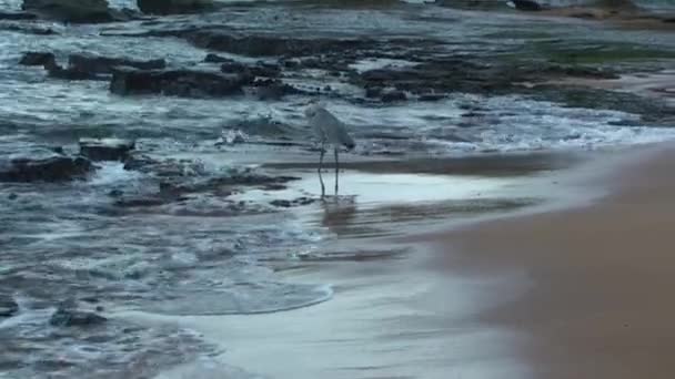 Grå Häger Bakgrunden Stranden Och Havsvågor Galapagosöarna Grå Häger Bedårande — Stockvideo