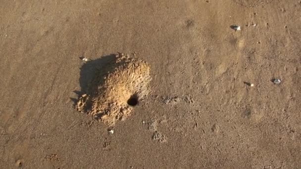 Nerz Sand Auf Den Galapagos Inseln Vulkansand Auf Galapagos Hat — Stockvideo