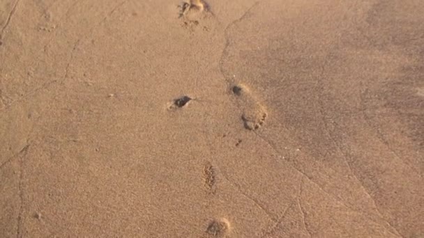 Footprint Person Hard Volcanic Sand Galapagos Islands Volcanic Sand Galapagos — Stock Video