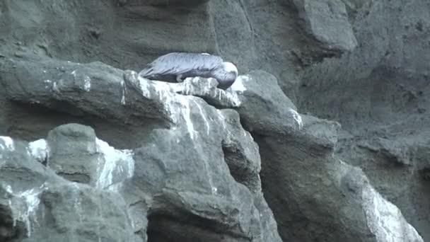 Πουλί Κοιμάται Πέτρινο Βουνό Στα Νησιά Γκαλαπάγκος Πουλιά Στα Νησιά — Αρχείο Βίντεο
