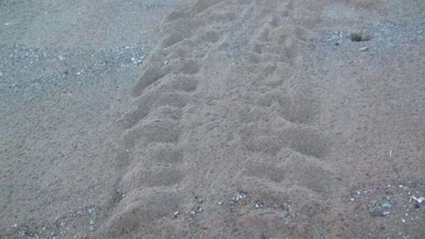 갈라파고스 모래입니다 모래는 갈라파고스 제도의 지질학 독특하고 부면이다 — 비디오