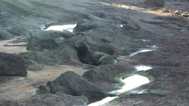 Lew Morski Spokojnie Zasypia Skałach Wysp Galapagos Uspokajające Koperty Snu — Wideo stockowe