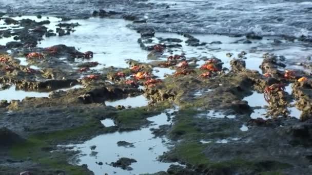 Énorme Groupe Crabes Rouges Marchant Long Côte Pierre Sur Les — Video