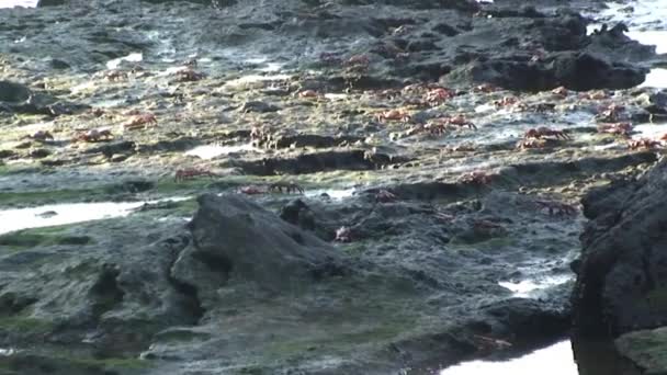 Büyük Bir Kızıl Kaya Yengeci Kolonisi Galapagos Adaları Nda Taş — Stok video