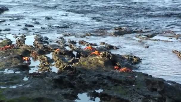 ガラパゴス諸島の石の海岸に沿って歩く赤い岩のカニのコロニー がん産生物 がん属のカニの種は 一般的に赤い岩カニとして知られています — ストック動画