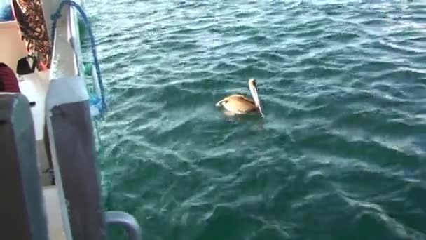Galápagos Pelicanos Sentam Superfície Água Perto Barco Galápagos Pelican Pássaro — Vídeo de Stock