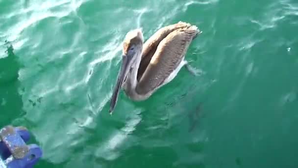 펠리칸은 표면에서 수영을 갈라파고스 펠카는 부리를 새입니다 펠리컨 은세계 최대의 — 비디오