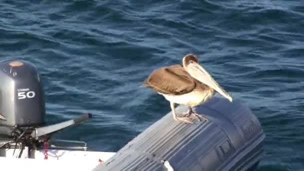 갈라파고스 펠리컨 무보트 갈라파고스 펠카는 날개를 새이며 부리를 가지고 — 비디오