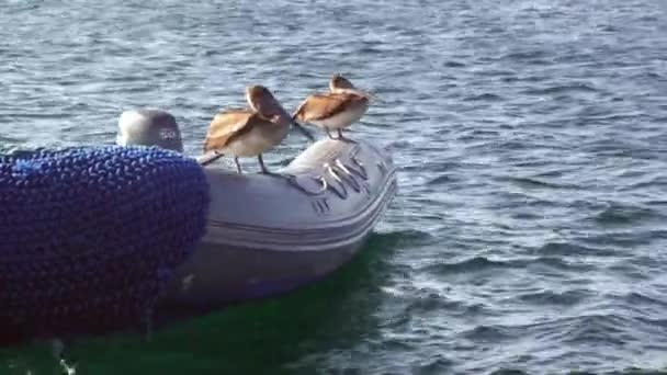 Galapagos Pelikanen Zitten Rand Van Een Rubberboot Galapagos Pelican Een — Stockvideo