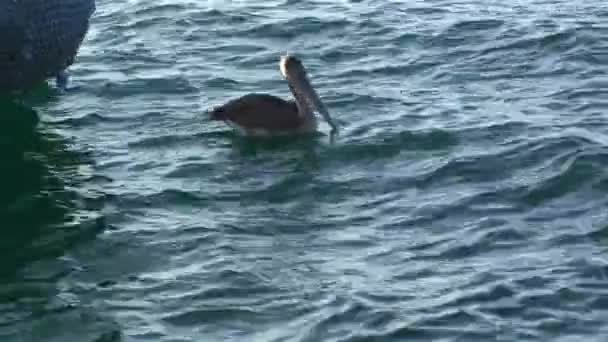 Galapagos Pelican Swims Water Surface Ocean Galapagos Pelican Stunning Bird — Stock Video