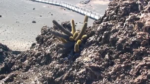 Lavakakaktus Brachycereus Nesioticus Der Pazifikküste Der Galapagos Inseln Lavakakaktus Ist — Stockvideo