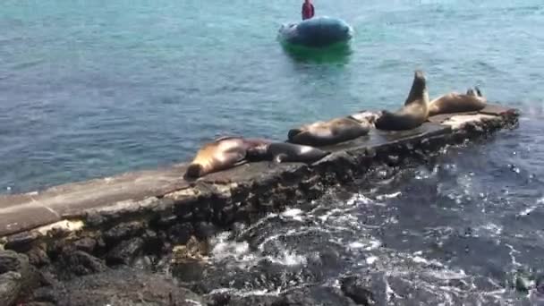 Grupa Lwów Morskich Odpoczywających Słońcu Nad Wodą Wyspach Galapagos Ssaki — Wideo stockowe