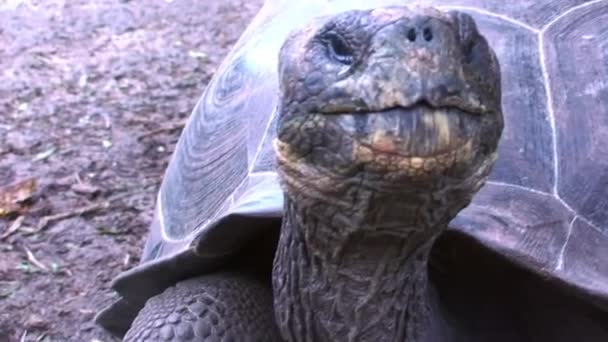 Riesige Alte Endemische Schildkröte Riesiger Aldabra Auf Der Suche Nach — Stockvideo