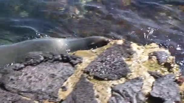 Selo Sai Água Costa Rochosa Criaturas Oceânicas São Famosas Por — Vídeo de Stock