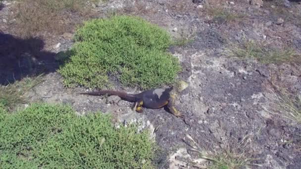 绿鬣蜥 也被称为美洲鬣蜥 栖息在北西摩达尔文加拉帕戈斯群岛的绿色植被地上 吃仙人掌 太平洋的野生物 — 图库视频影像