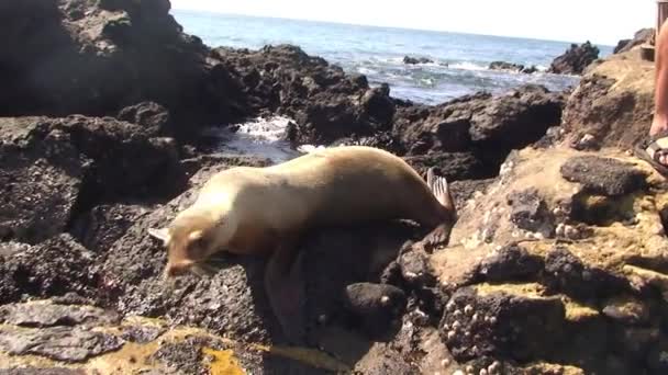 Las Islas Galápagos Están Habitadas Frecuentemente Por Lobos Marinos Estos — Vídeo de stock