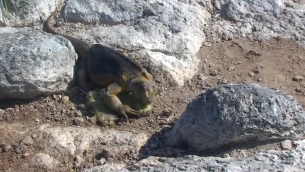 Yeşil Iguana Aynı Zamanda Amerikan Iguanası Olarak Bilinir Kuzey Seymour — Stok video