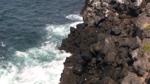 Vågor Slog Klippiga Stranden Vilda Fantastiska Stillahavskusten Galapagosöarna Stilla Havet — Stockvideo