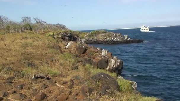 Galapagos Adaları Pasifik Okyanusu Vahşi Yaşam Manzarası Galapagos Adaları Pasifik — Stok video