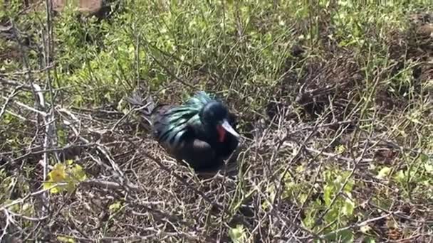 Auf North Seymour Darwin Island Galapagos Rufen Zwei Seevögel Beim — Stockvideo