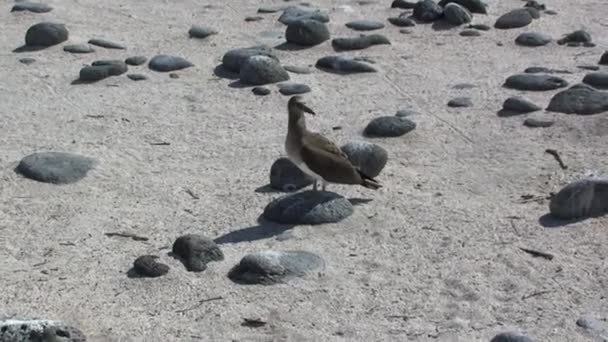 Pinniped Bird Close Rock Galapagos Islands Birds Galapagos Islands Most — Stock Video