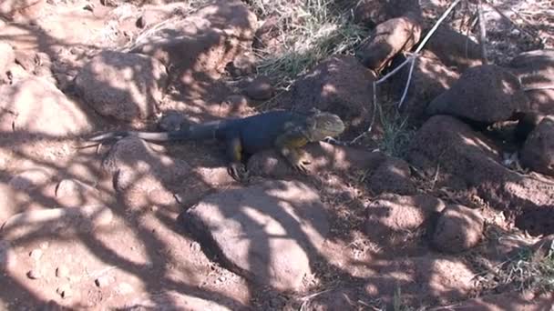 绿鬣蜥 也被称为美洲鬣蜥 栖息在北西摩达尔文加拉帕戈斯群岛的绿色湿地上寻找食物 太平洋的野生物 — 图库视频影像