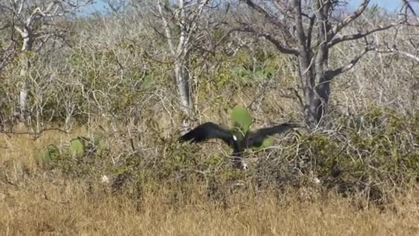 Auf North Seymour Darwin Island Galapagos Rufen Zwei Seevögel Beim — Stockvideo