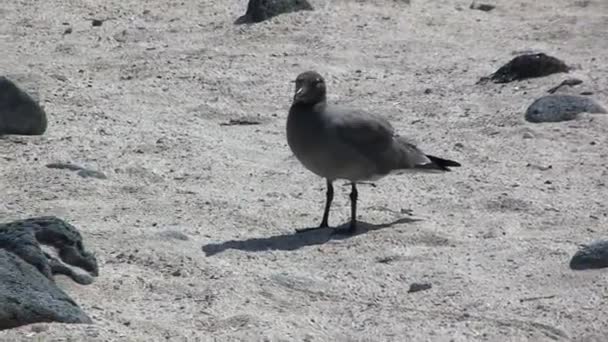 Uccello Pinnierato Vicino Sulle Isole Galapagos Gli Uccelli Sulle Isole — Video Stock