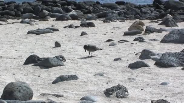 Uccello Pinna Sulle Isole Galapagos Gli Uccelli Sulle Isole Galapagos — Video Stock