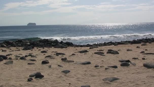 Vadvilág Csodálatos Galapagos Szigetekkel Csendes Óceánnal Galapagos Szigetek Tengerpartja Lélegzetelállító — Stock videók
