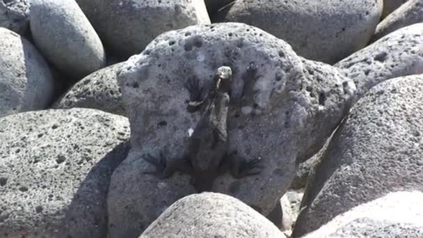 Lizard Iguana Adapted Marine Life Rests Boulders Coast Island Beach — Stock Video