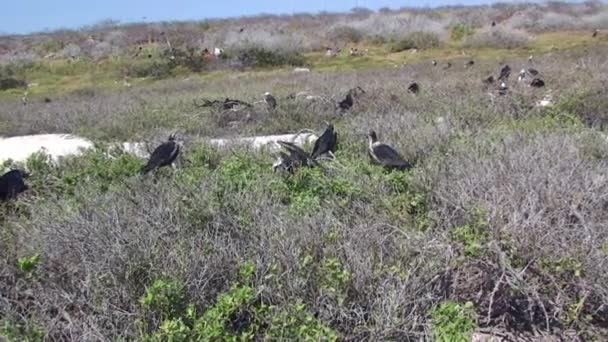 Bird Galapagos Islands Birds Galapagos Islands Most Important Component Wildlife — Stock Video