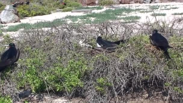 ガラパゴス諸島の壮大なフリゲート艦の黒い鳥のグループ この種のフリゲート鳥は その鮮やかな赤い嚢と光沢のある黒い羽で その印象的な外観で知られています — ストック動画