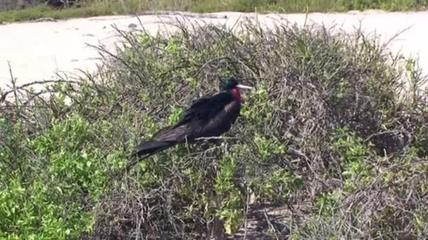 Close Zwarte Vogels Prachtig Fregat Galapagos Eilanden Deze Fregatvogel Staat — Stockvideo