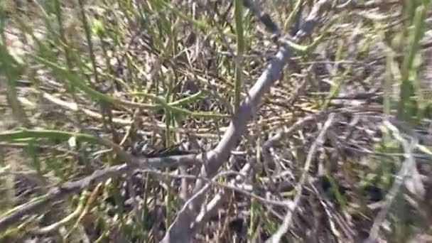 Kobylka Galapágy Seděla Suché Větvi Ostrově Galapágy Obří Dlouhonohý Kobylka — Stock video