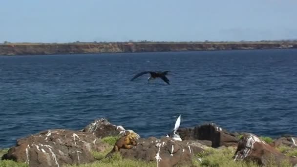 黑色华丽的护卫舰攻击海鸥 鸟类护卫舰是该岛生态系统的重要组成部分 是加拉帕戈斯群岛独特多样野生动物的象征 — 图库视频影像