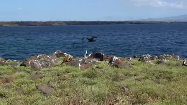 ガラパゴス黒壮大なフリゲート攻撃カモメ バード フリゲートは島の生態系の重要な一部であり ガラパゴス諸島で見られるユニークで多様な野生動物の象徴として機能しています — ストック動画