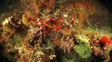 Yavaş çekim video güzel yumuşak mercan resifi ve canlı renklerde tropikal suda renkli balık. İnanılmaz, su altı deniz dünyası Kızıldeniz ve sakinlerinin, yaratıkların ve dalgıçların yaşamı.
