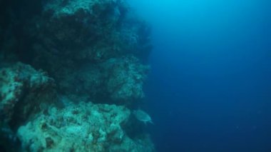 Kızıl Deniz 'de arka plandaki renkli mercanlarda yavaş hareket eden deniz kaplumbağası. Resiflerin ve alglerin güzel vahşi yaşamında yüzüyorlar. Yiyecek arayan yerleşimciler. Okyanusta dalış yaparken rahatla..