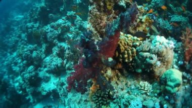 Yavaş çekim video güzel yumuşak mercan resifi ve canlı renklerde tropikal suda renkli balık. İnanılmaz, su altı deniz dünyası Kızıldeniz ve sakinlerinin, yaratıkların ve dalgıçların yaşamı.