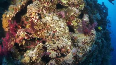Resifteki kumlu zeminde yavaş hareket eden staghorn mercanları. Hayret verici, güzel su altı dünyası Kızıldeniz ve sakinlerinin, yaratıkların ve dalgıçların yaşamı onlarla birlikte seyahat ediyor. Denizde harika bir deneyim